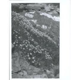 "Hermitage & Waiho Feb. March 1925"