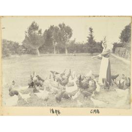 Feeding chickens