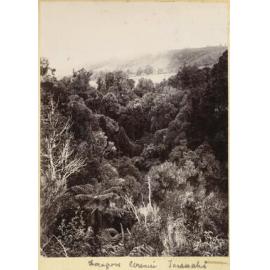 Ferngrove, Urenui, Taranaki