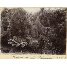 Ferngrove, Urenui, Taranaki
