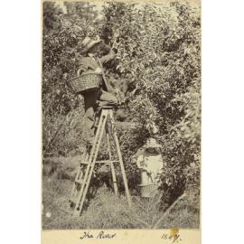 Picking apples