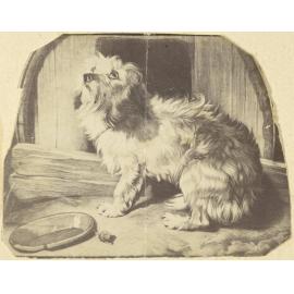 Dog and snail