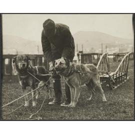 Man with dogs and sled
