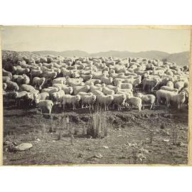 Flock of sheep