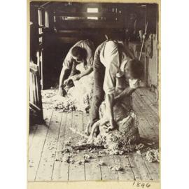 Shearing sheep
