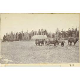Cattle