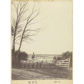 Farmer with sheep