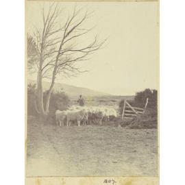 Farmer with sheep