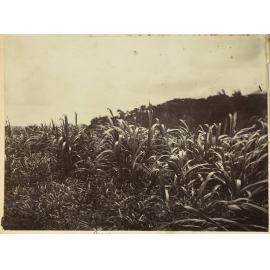 Fiji
