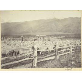 Sheep in a pen