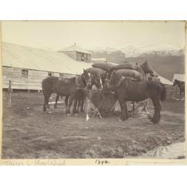Taieri Lake woolshed
