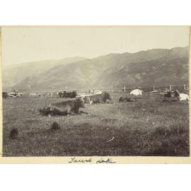 Cattle, Taieri Lake Station
