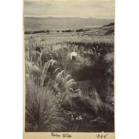 Amongst toetoe