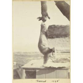 Ferret