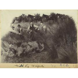 Wild pig, Waipori