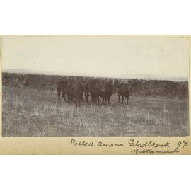 Polled angus, Gladbrook, Middlemarch