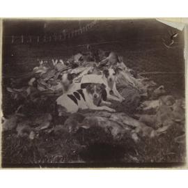 Dogs with dead rabbits