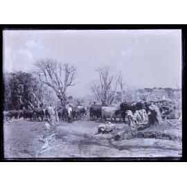 Four people with a team of bullocks yoked to a chain, Westland