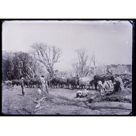 Four people with a team of bullocks yoked to a chain, Westland