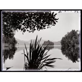 Harakeke in silhouette next to a body of water, Westland