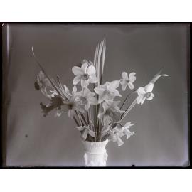 Study of daffodils in a white vase
