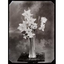 Study of daffodils in a glass vase