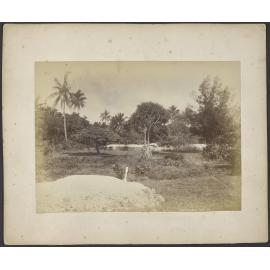 Cemetery, Nukualofa, Tongatabu [Tongatapu]