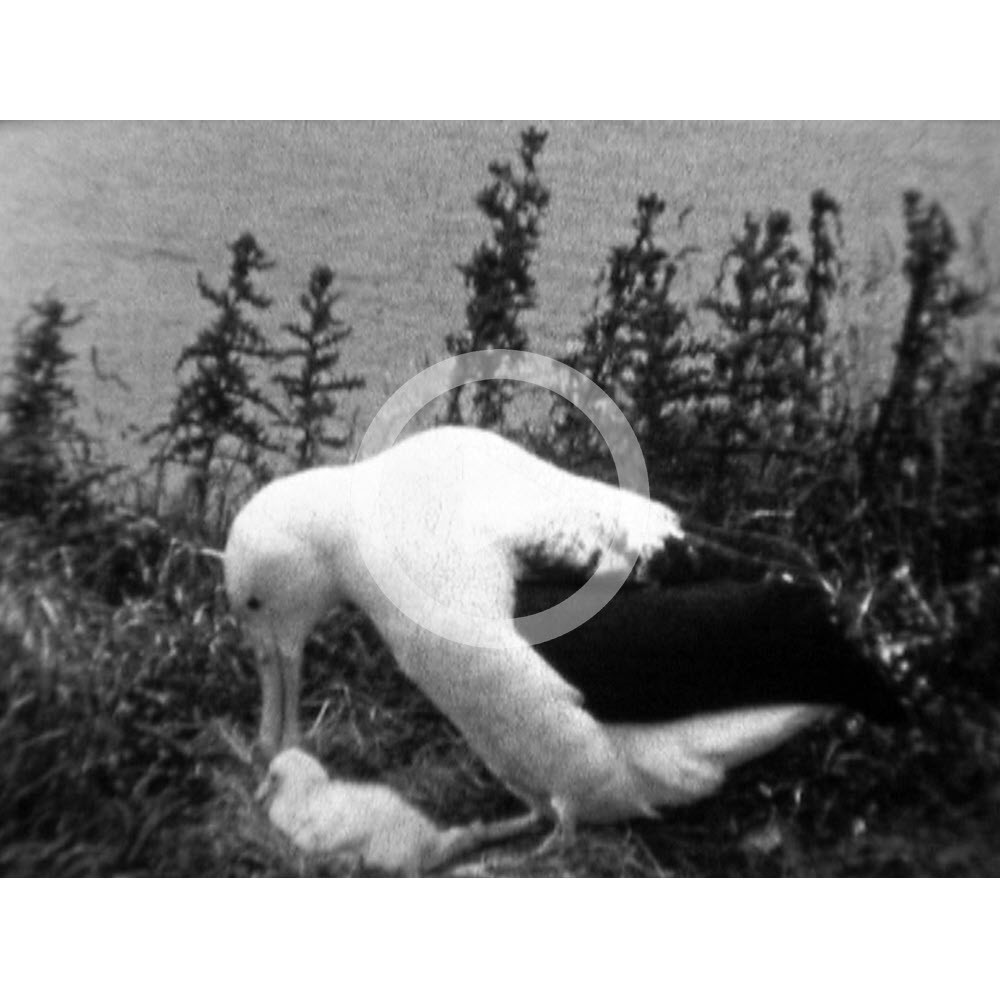 Royal Albatross and chick at Taiaroa Head