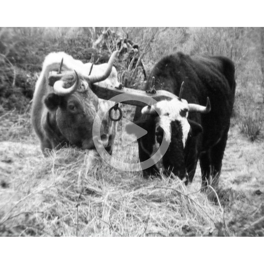 Bullocks at work in Leith Valley