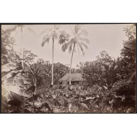 Fale, Fiji