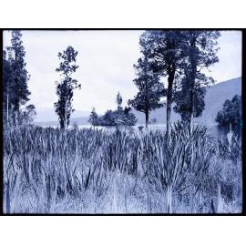 Harakeke at the edge of a body of water, Westland 