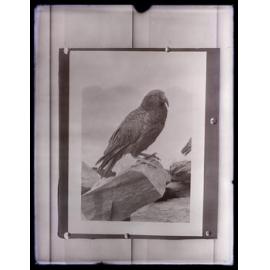 Photograph of a kea, pinned to boards 