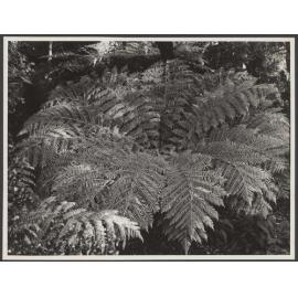 Silver Tree Fern (Poka)
