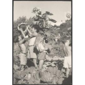 Joe, Paul, Anna, and Philip Woollaston picking sunflower seeds