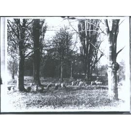 Hagley Park, Christchurch, N.Z.