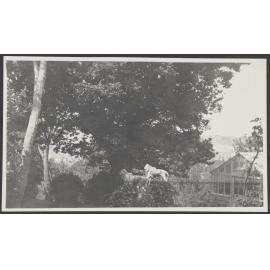 Greenhouse and lions in the garden at Manono
