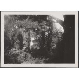 Thurlby Domain through trees