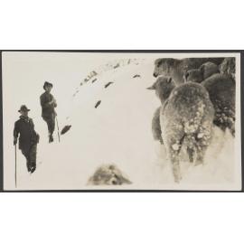 Two men and sheep on snow-covered mountain