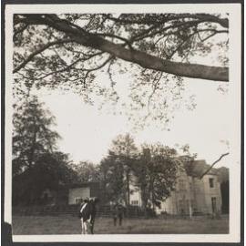Cattle in front of Abbey School buildings