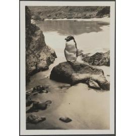 Penguin - Little Papanui