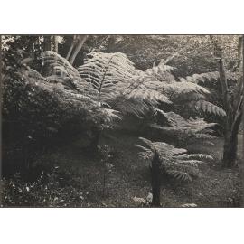 Ferns in Manono garden