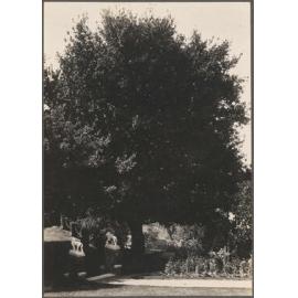 Large tree and stone pillars, out front of Manono