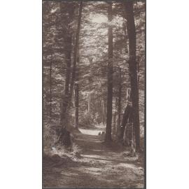 'Garden of Eden Track, Reynold's Photo'