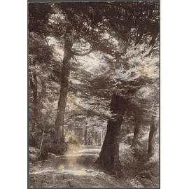 'Garden of Eden Track, Reynold's Photo'