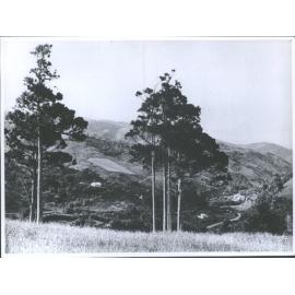 Photo won prize for landscape in Manawatu A & P