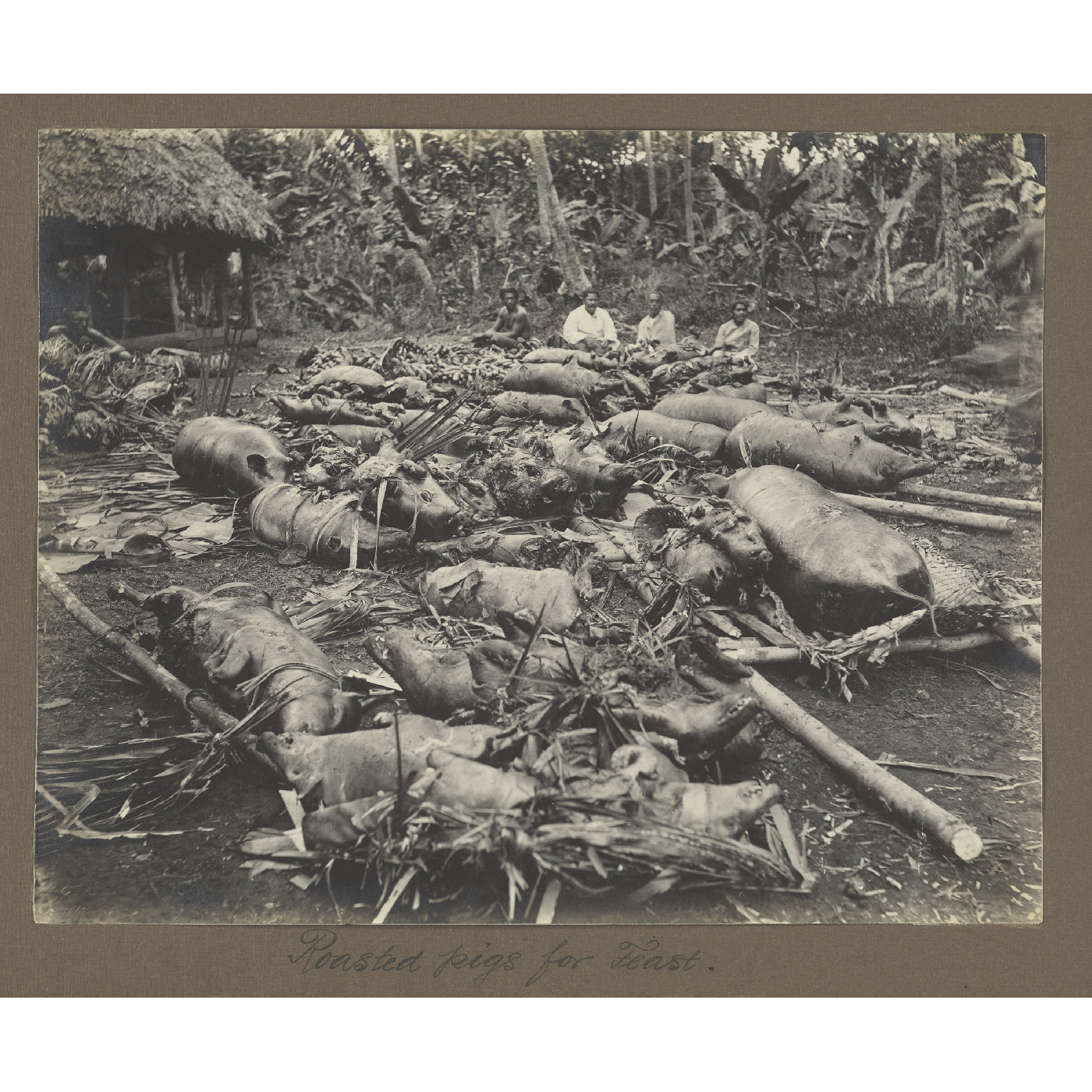 Roasted pigs for feast