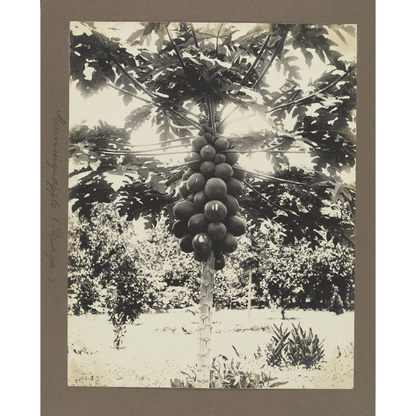 Papaya