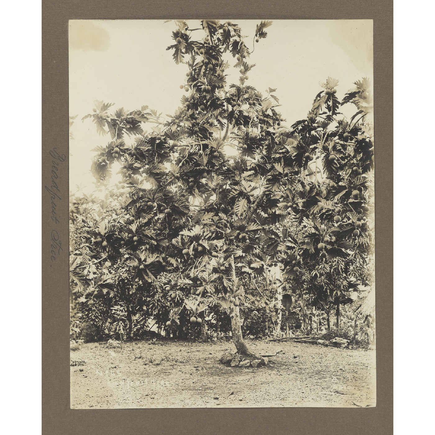 Breadfruit tree