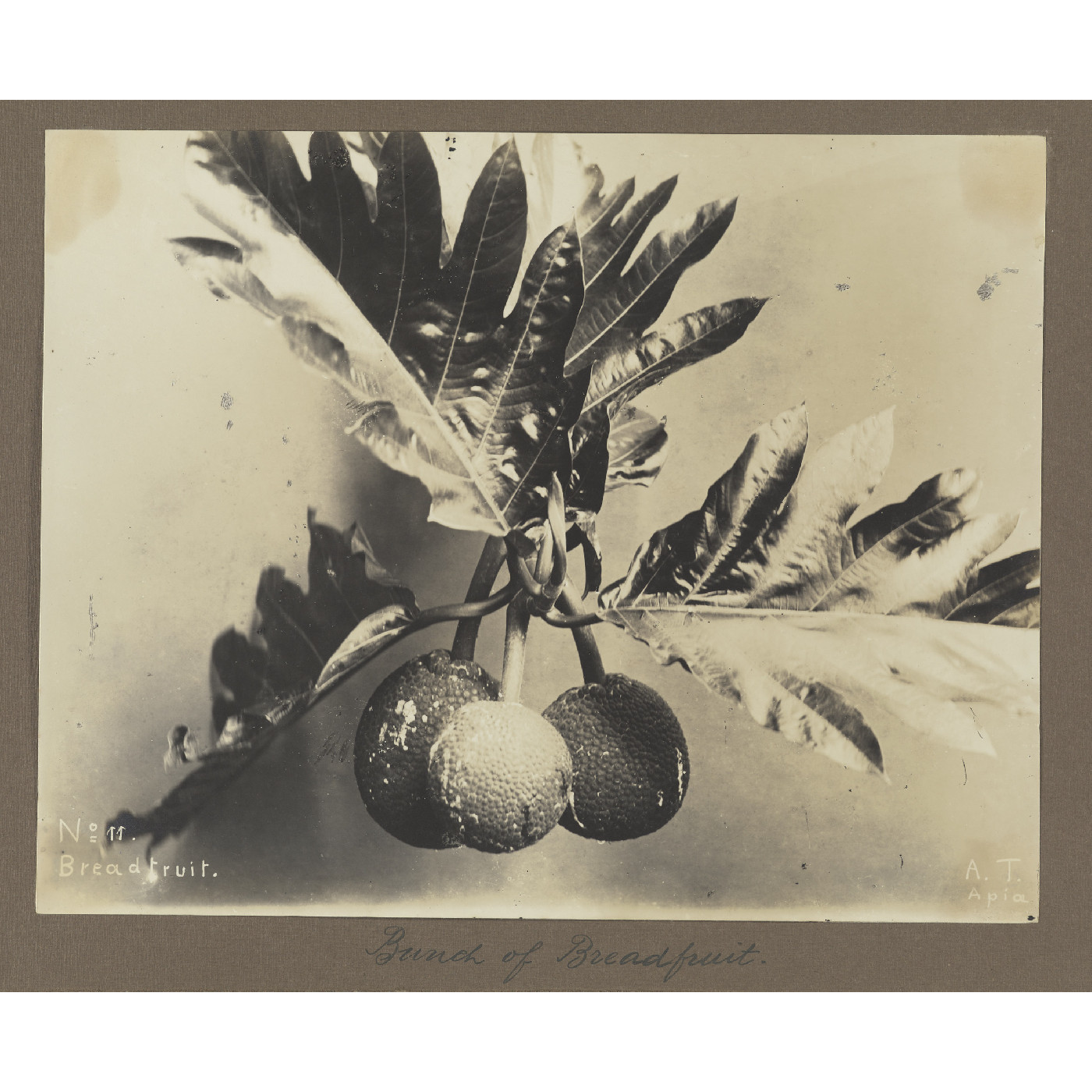 Breadfruit