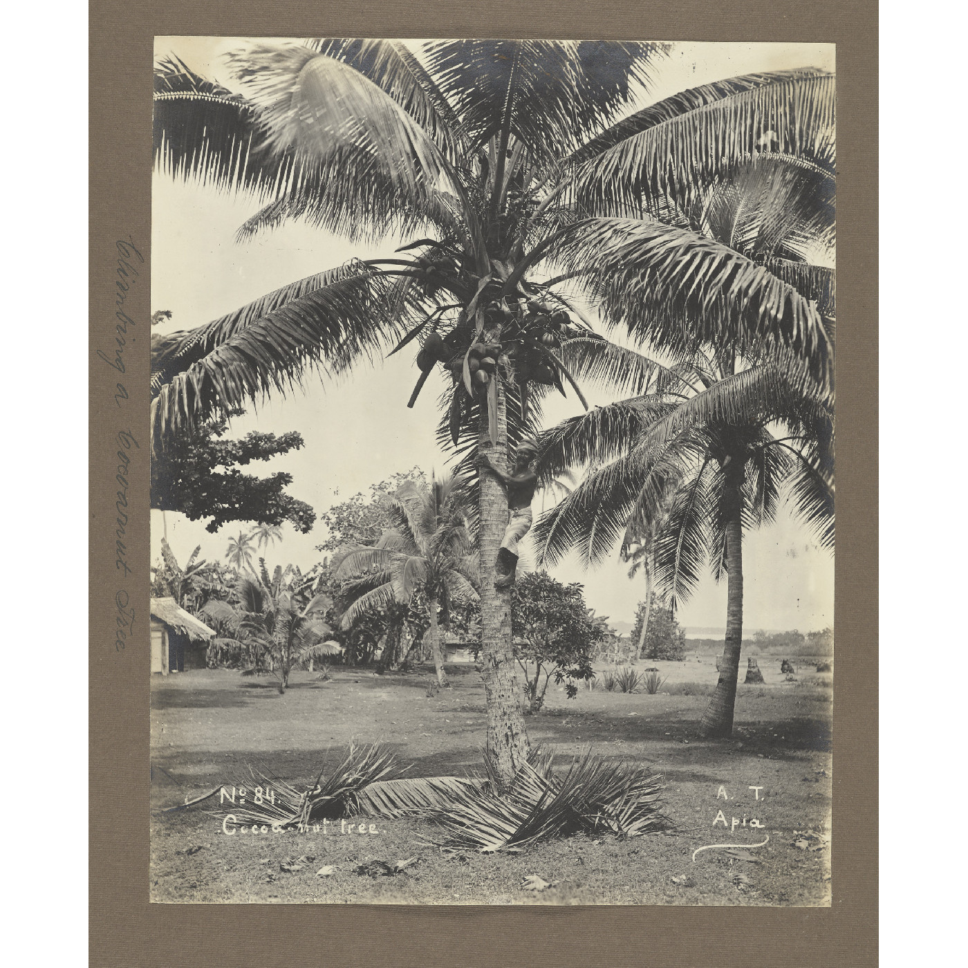 Coconut tree